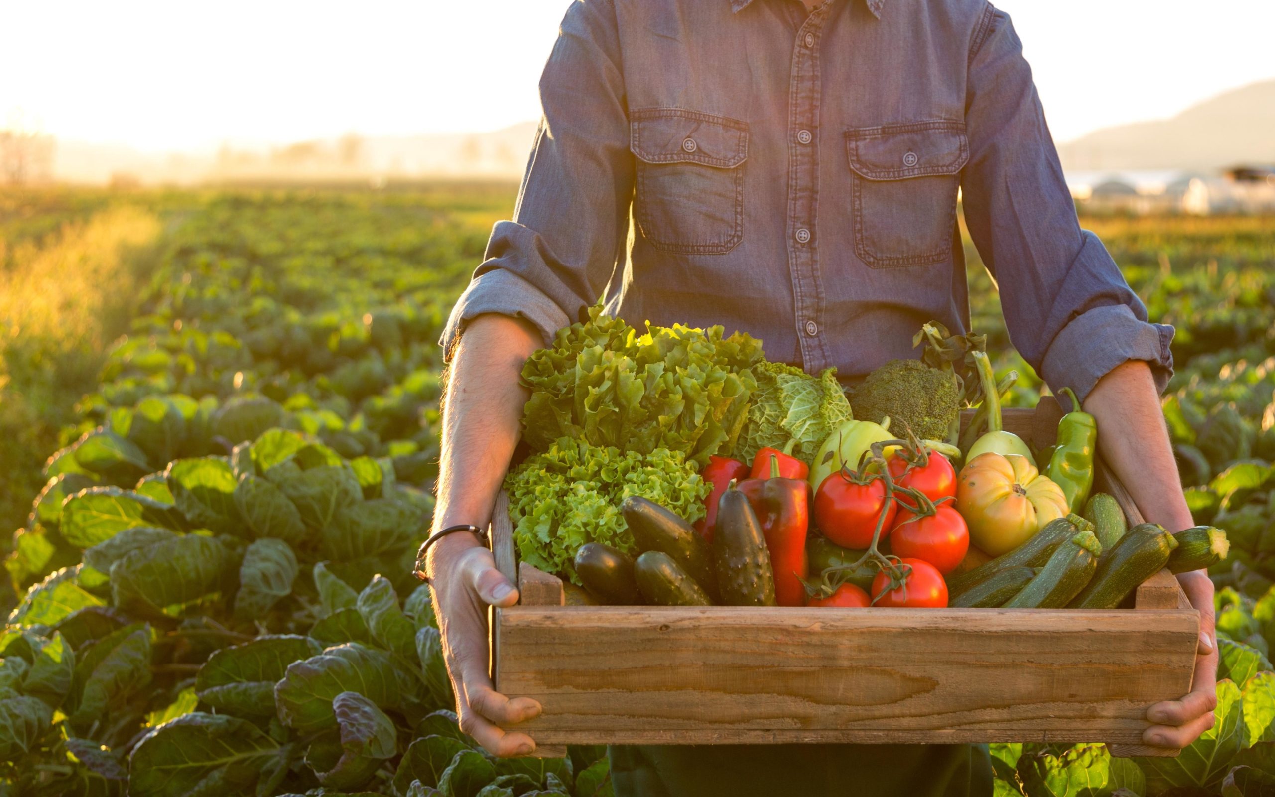 man holding a crate of fresh veggies in a farm