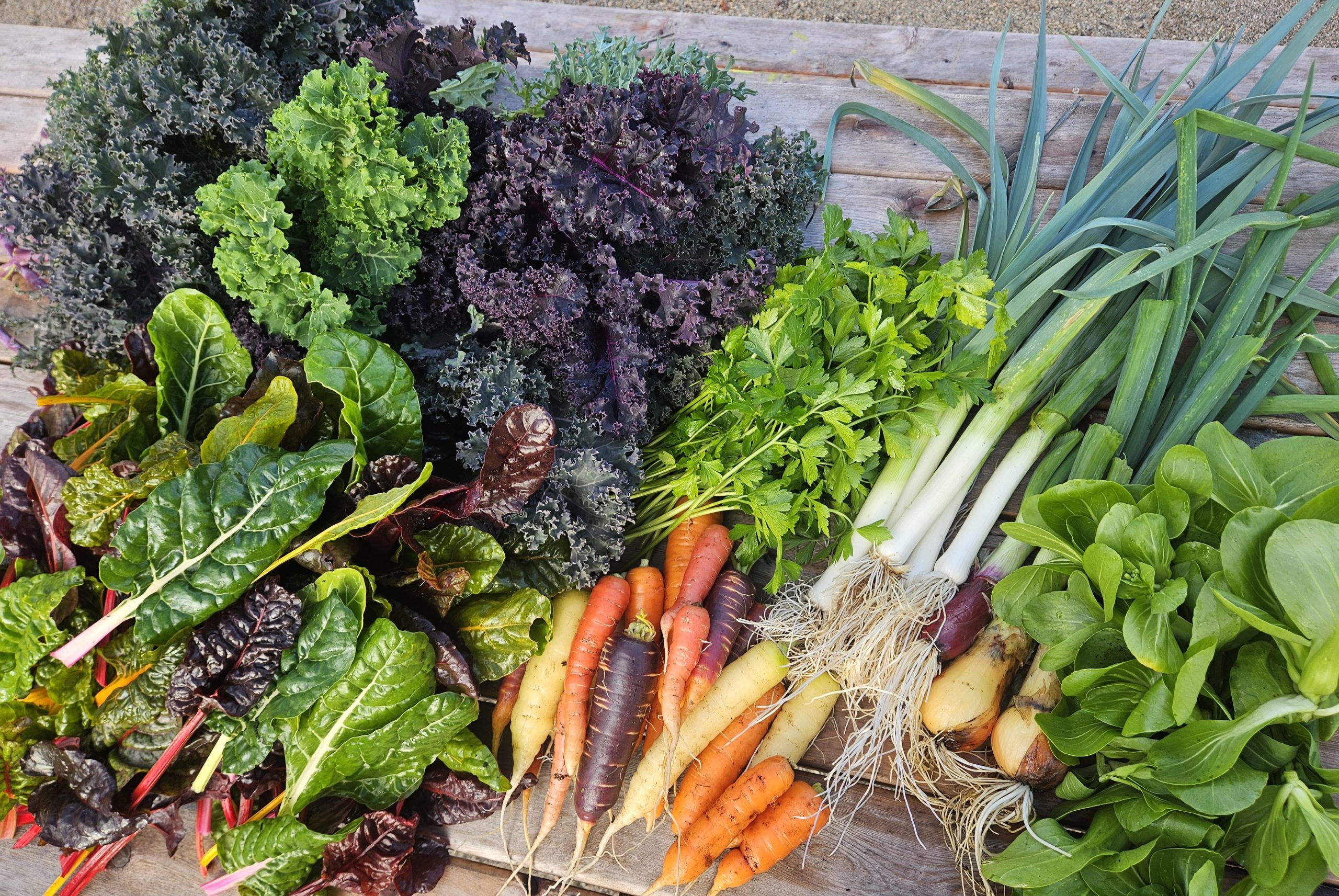 Fresh produce from the VJCG ready to go to the Kitchen. Rainbow carrots, kale, green onions, bok choy.